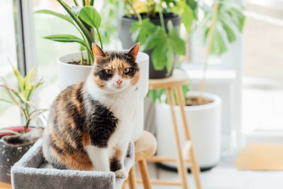 Multicolor cat sitting on the background of many green potted houseplants 