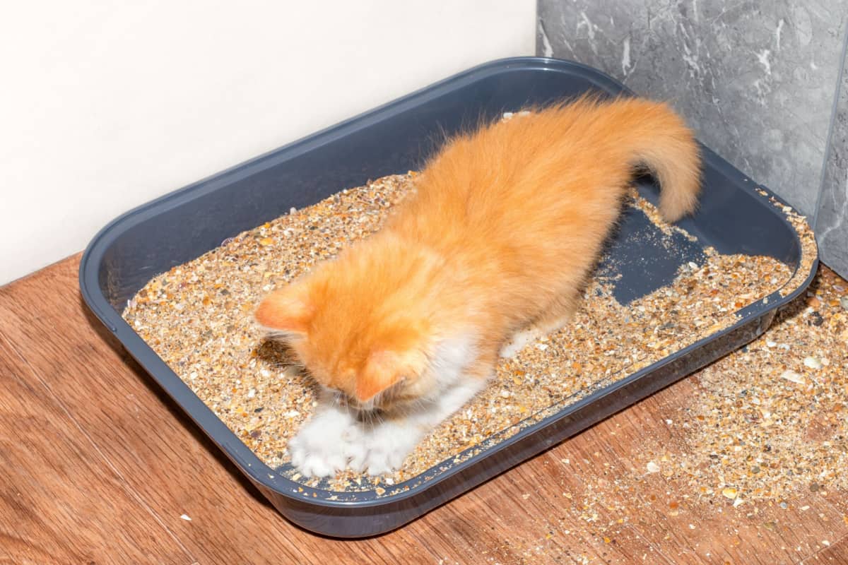 red kitten plays with sand in the cat litter box