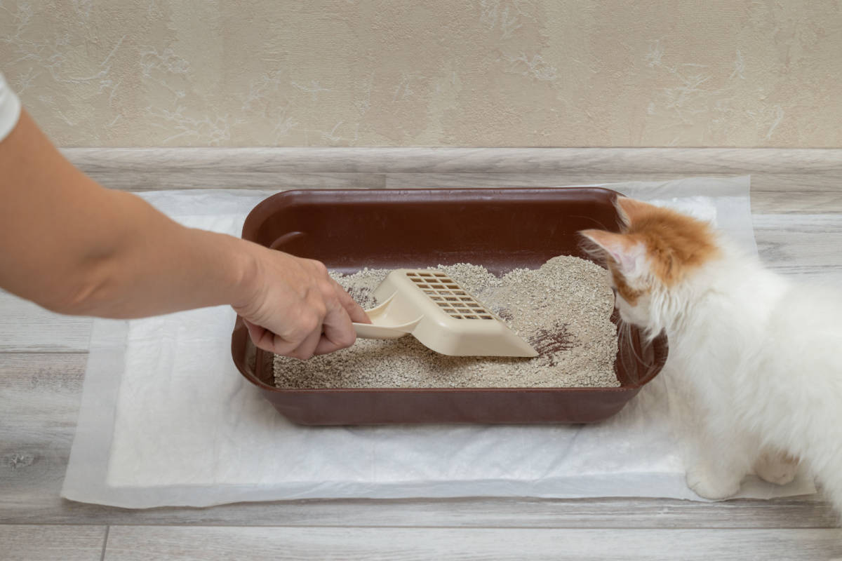 woman shoveling the litter inside the litterbox while the kitten on side watching