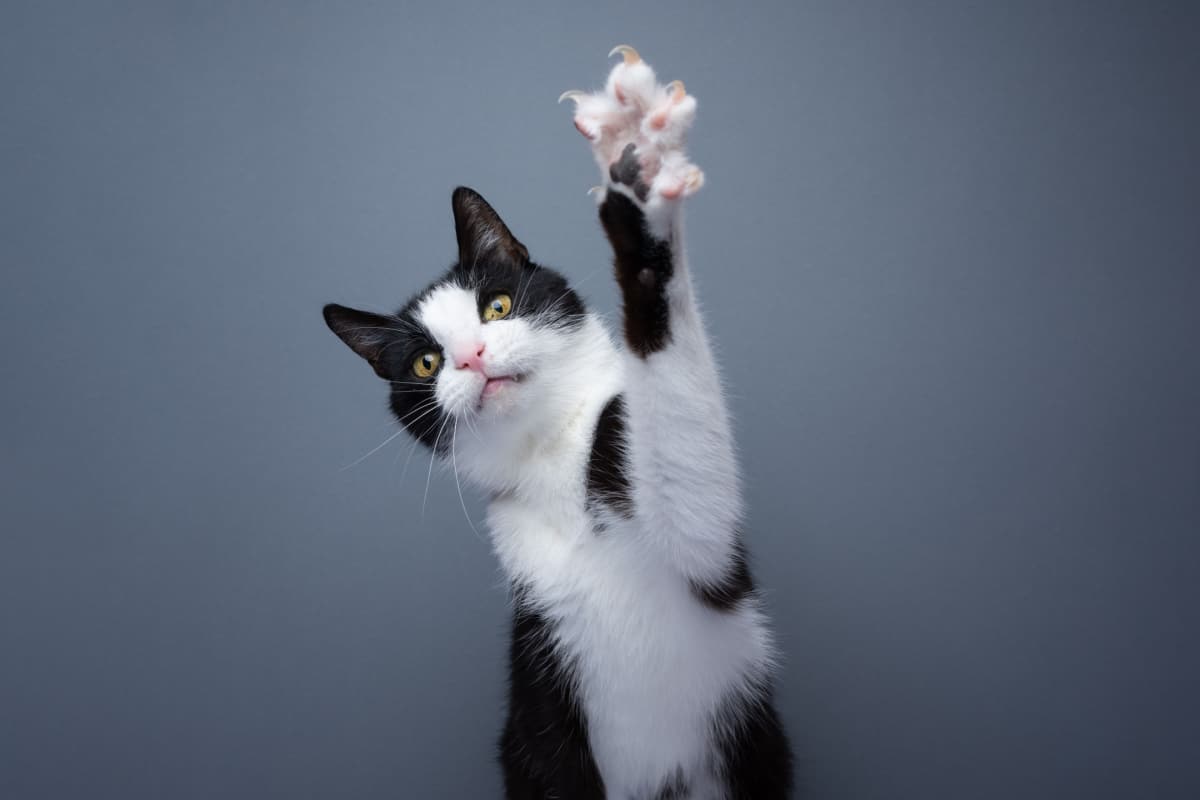 playful tuxedo cat raising paw showing claws
