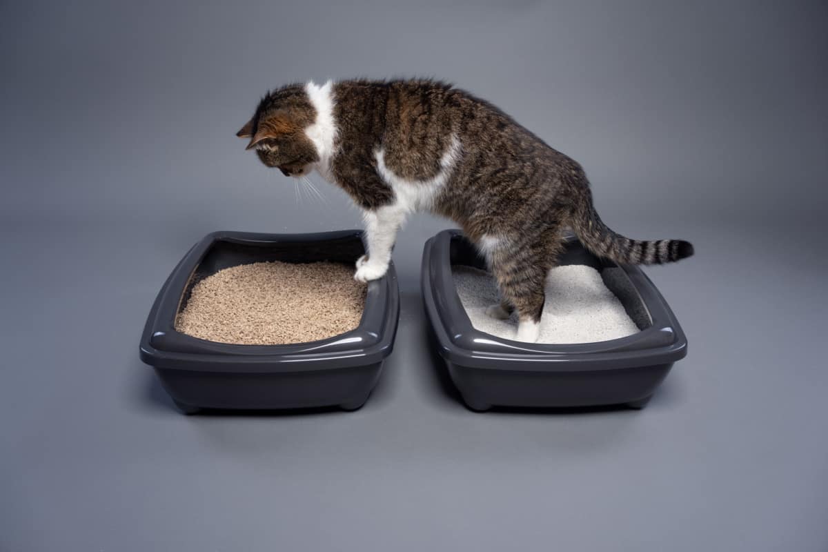 two cat litter boxes where cat switching from one to another