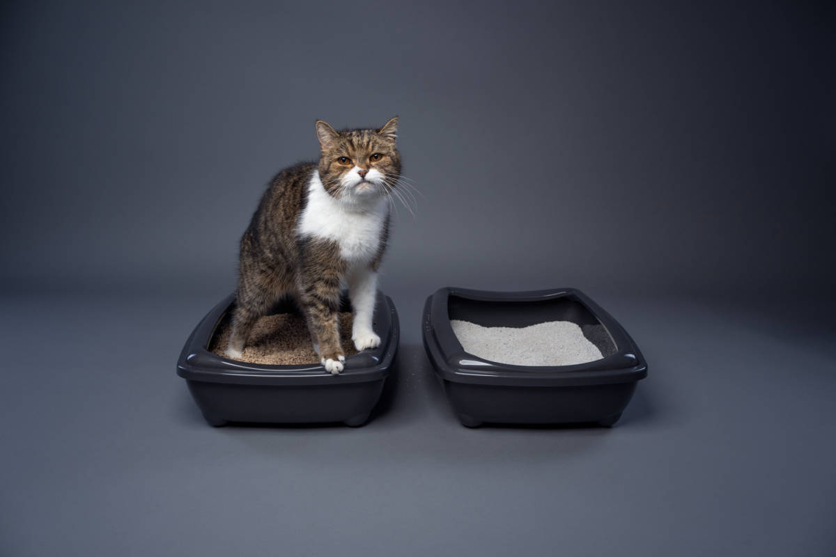 two cat litter boxes with clay and organic cat litter