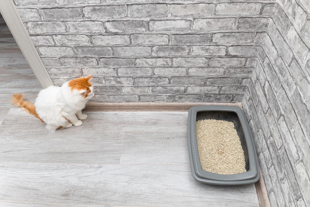 domestic cat looks at the litter box within the distant