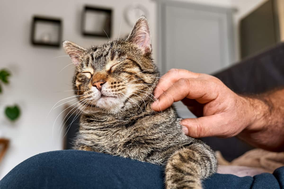 a man petting a tabby cat on his lap