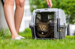 gray striped cat lies in a carrier on the green grass next to the feet of the owner
