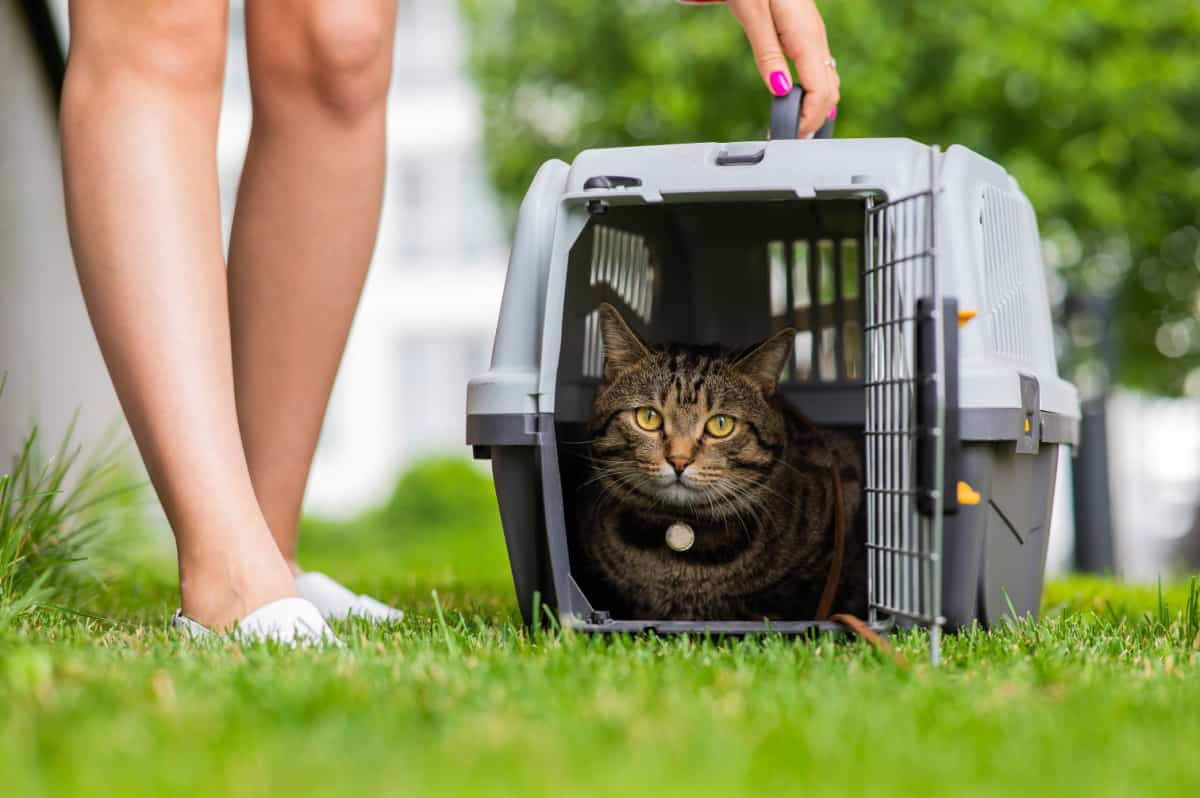 gray striped cat lies in a carrier on the green grass next to the feet of the owner