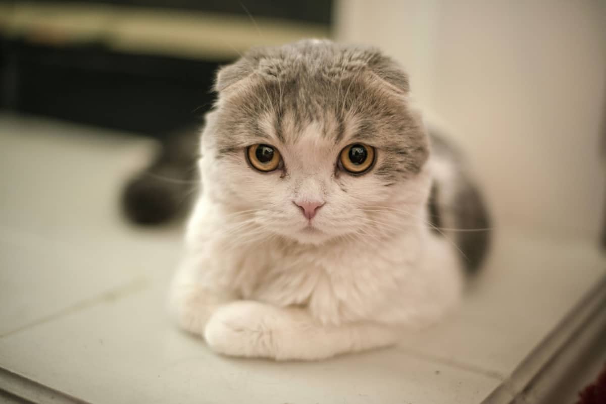 Scottish fold cat sitting 