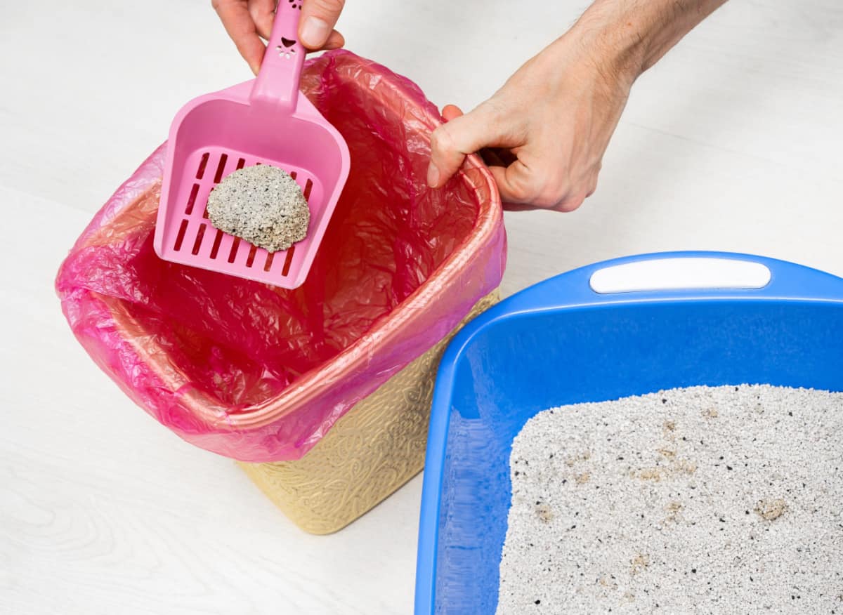 Man cleaning cat Litter tray and throws out clumps in plastic garbage bag