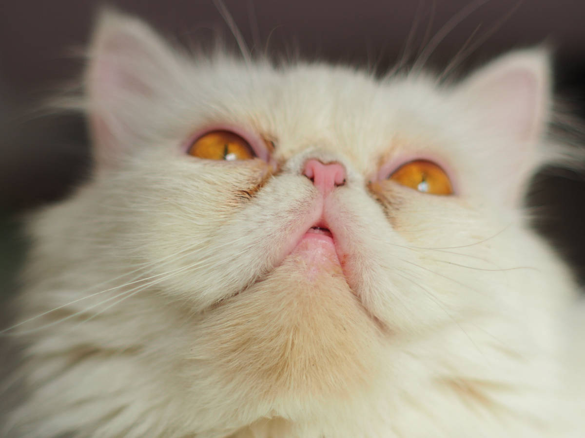 a zoom face focus of a long-haired white Persian 