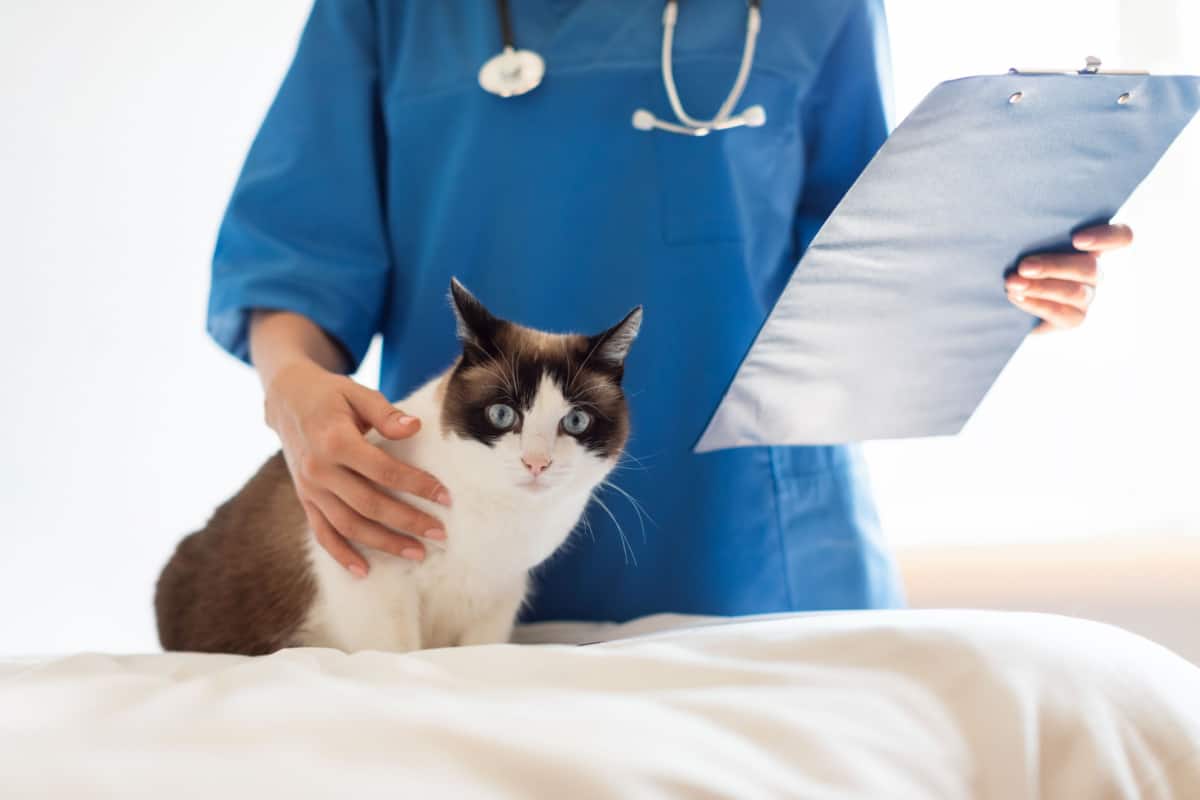 Veterinarian doctor woman examining a cat