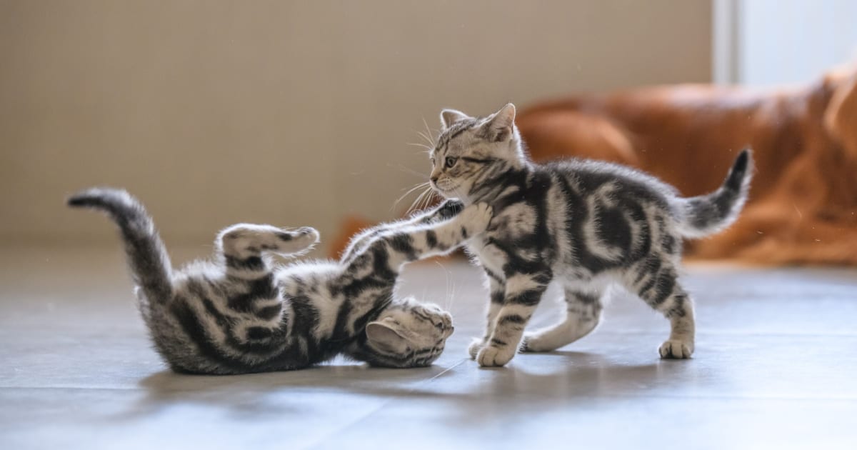 Two tabby kittens play together at home 