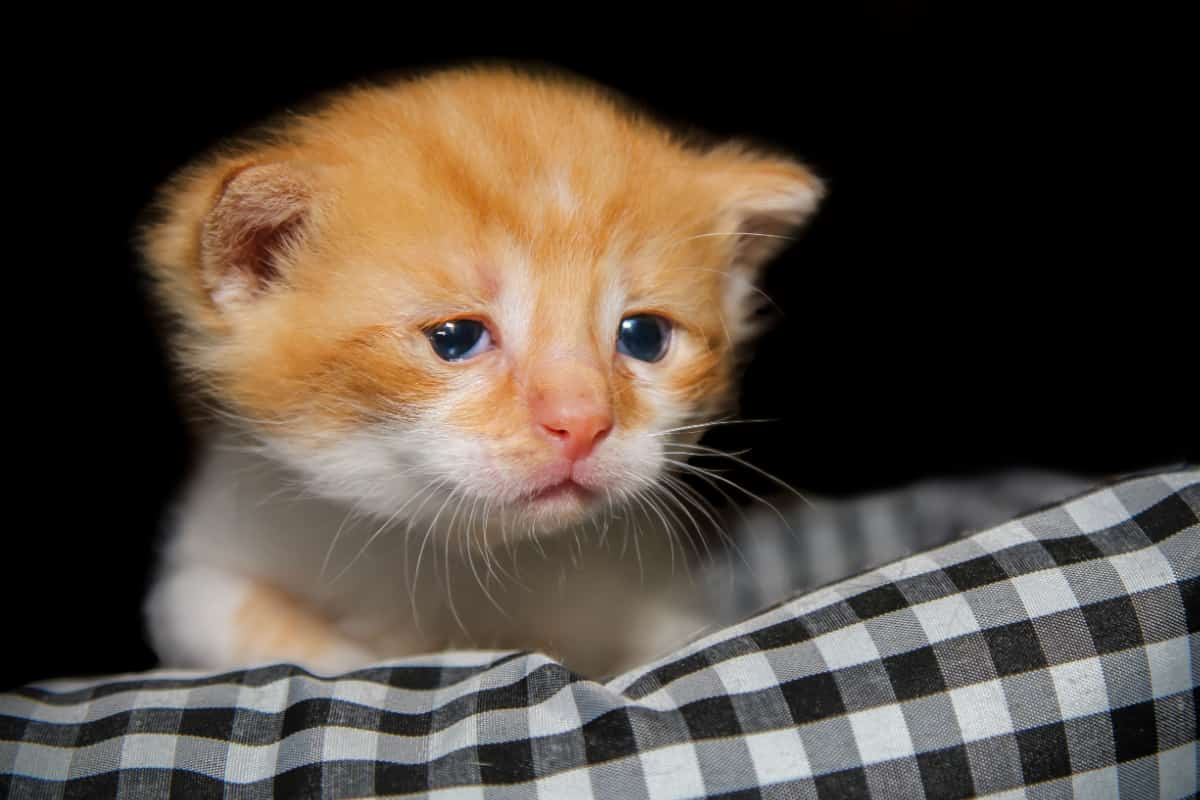 sad kitten 