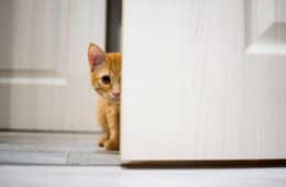 cat behind door