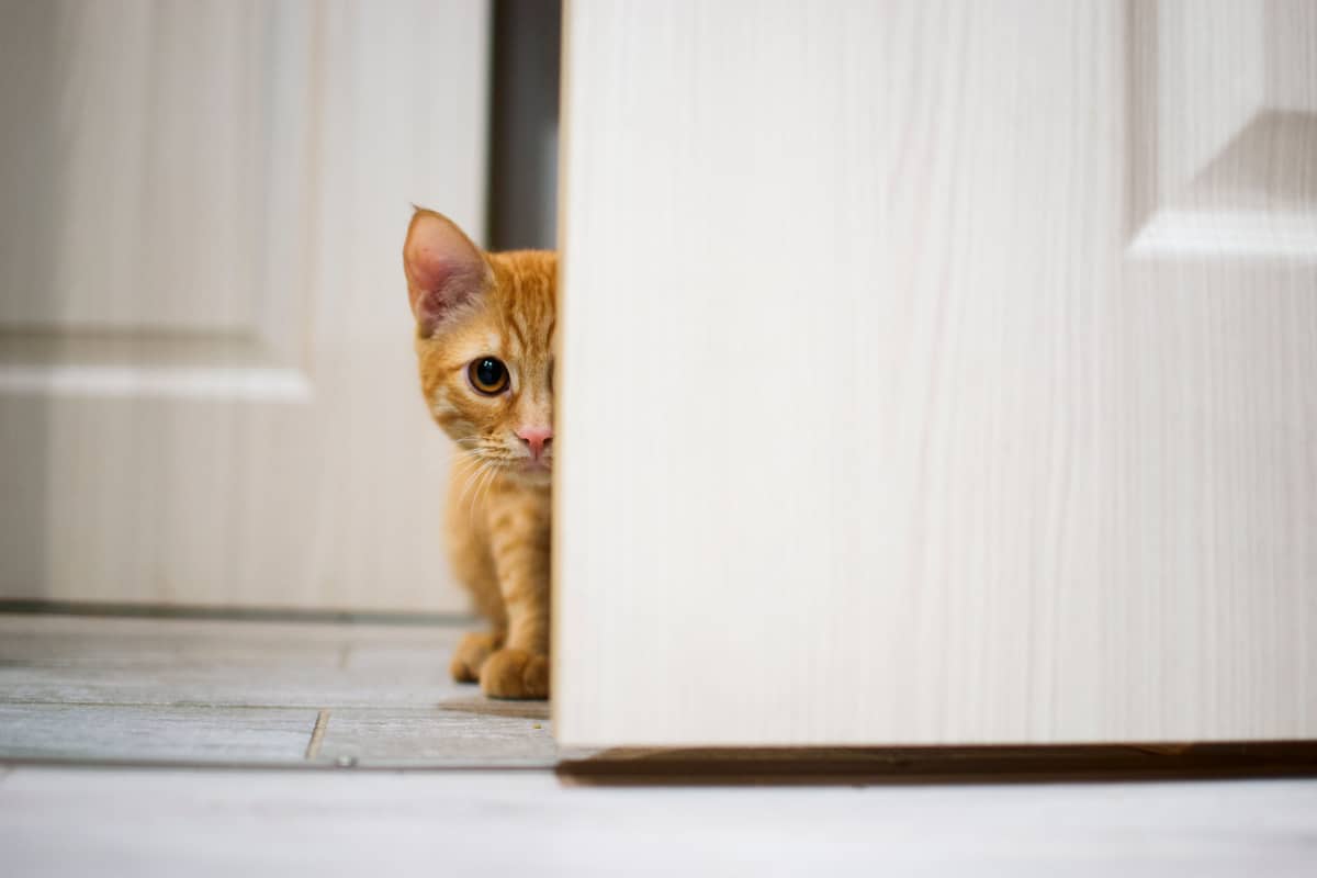 red cat peeking out from behind the door
