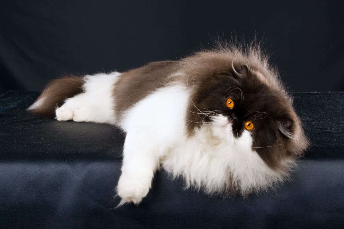 Black and white Persian cat lying