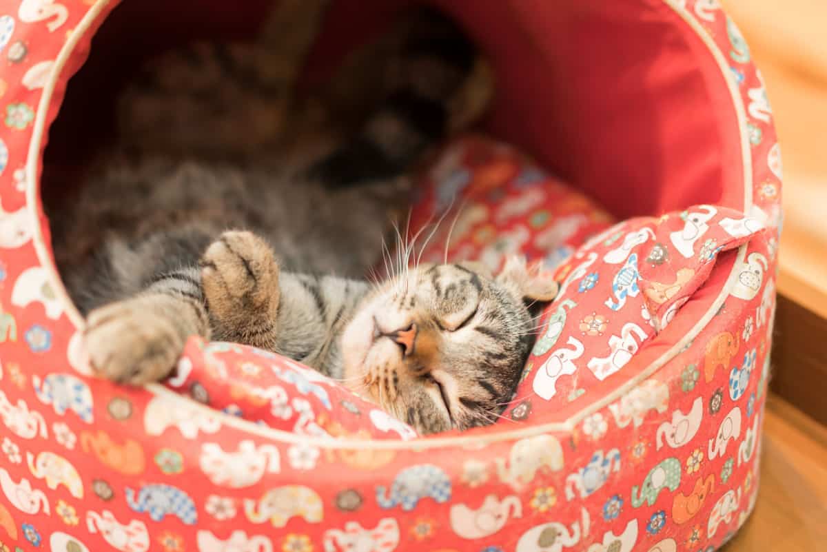 Sleeping cat in cat bed
