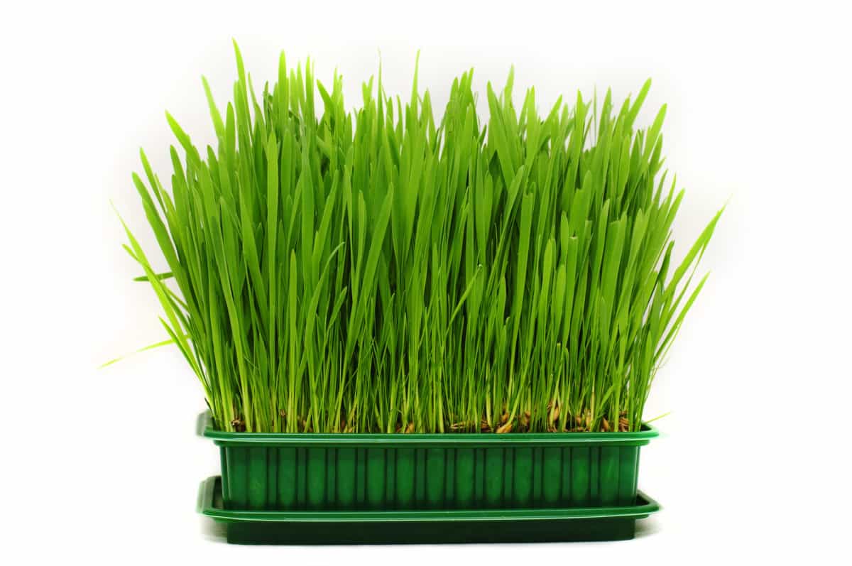 pet grass, cat grass