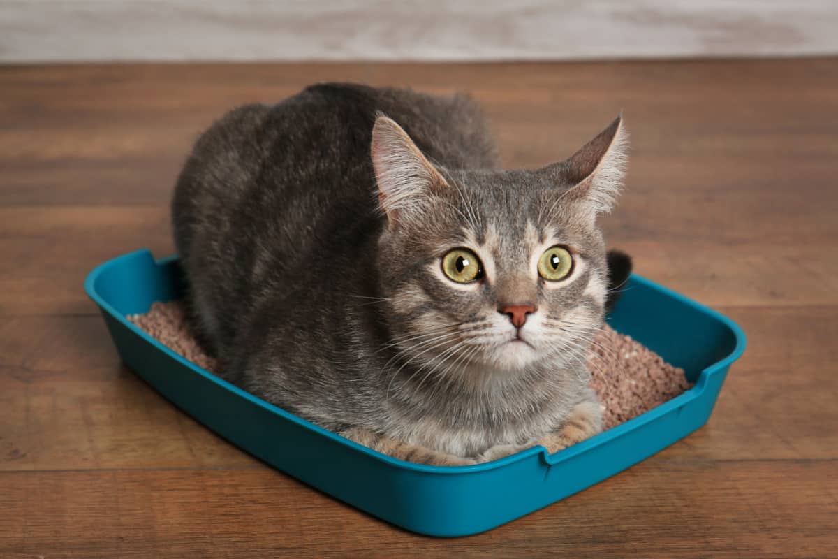 big cat in small litter box on floor
