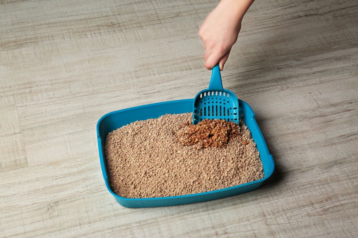 cleaning clumps in the litterbox