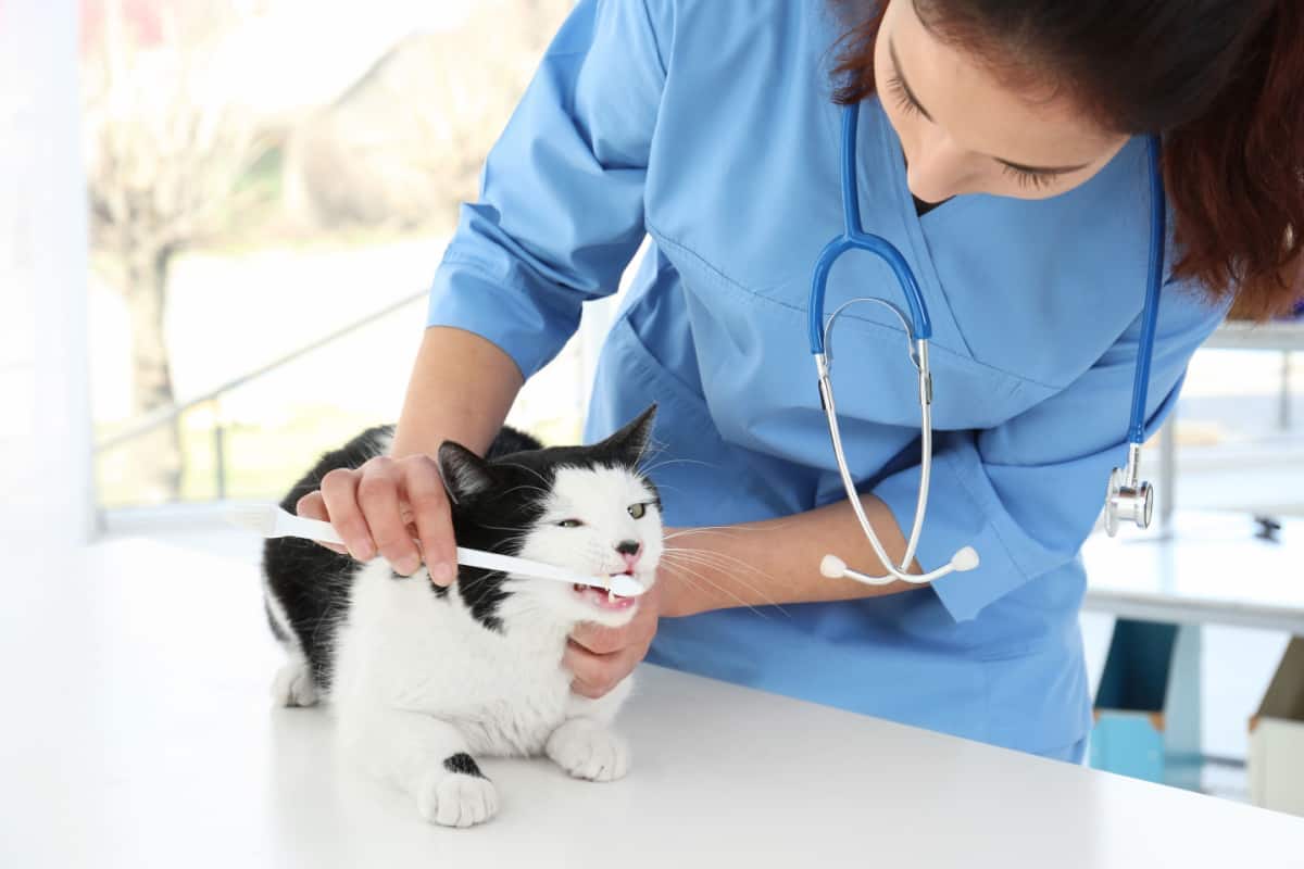 Veterinario cepillando los dientes de gato con cepillo de dientes en clínica de animales