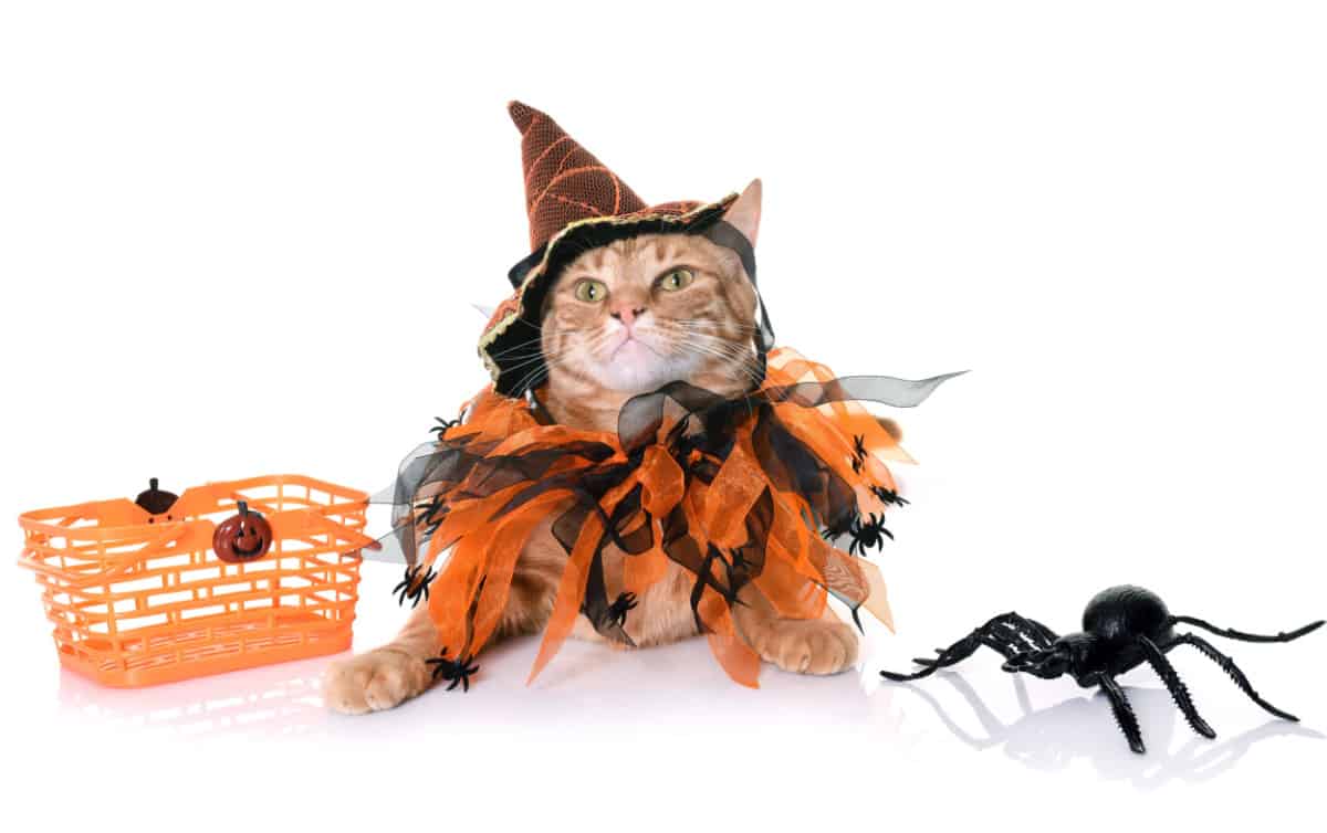 ginger cat in halloween costume