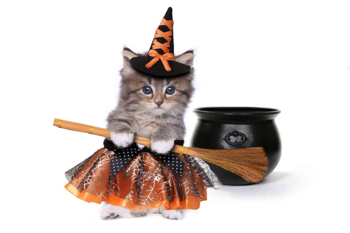 Halloween witch-themed kitten with unique spider skirt on while holding  abroom