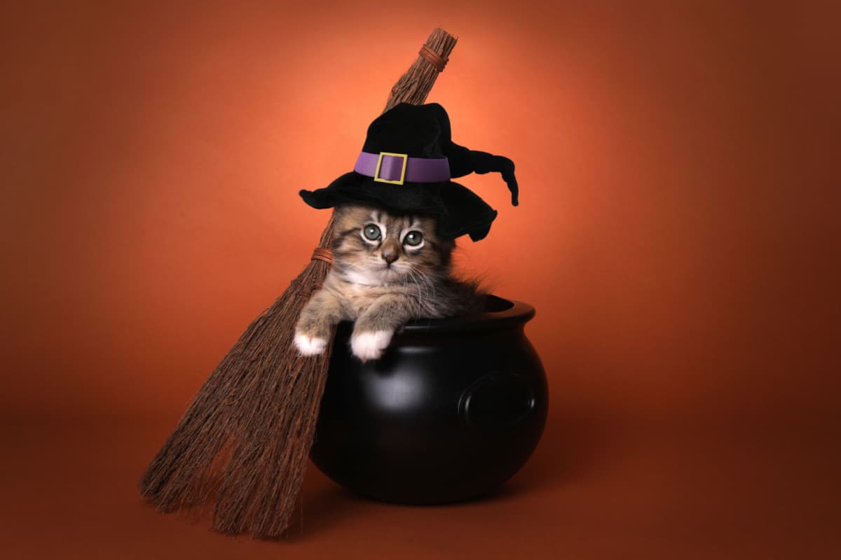 Halloween Witch Themed Kitten