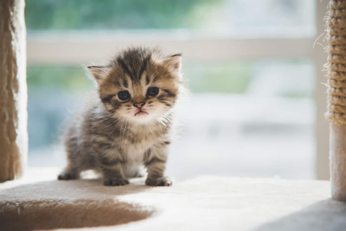 cute kitten looking sad