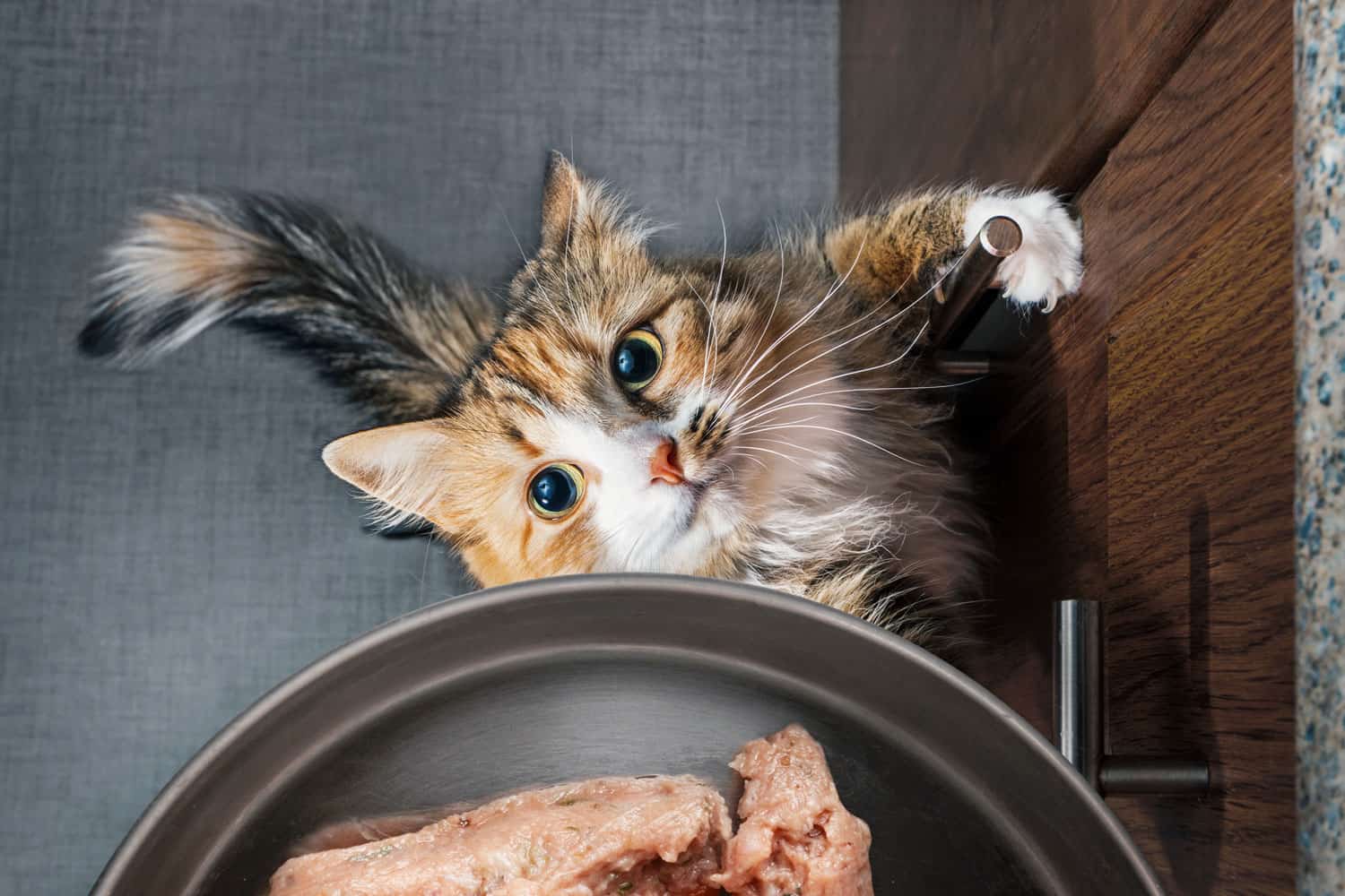 Top view of desperate cat trying to get to a food bowl filled with ground chicken meat. The cat is standing on the hind legs. Concept for raw food diet for cats or feeding time.