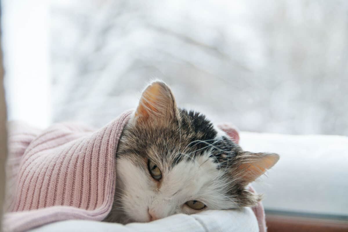 The image depicts a cat with liver disease, lethargically positioned by the window during the winter season.