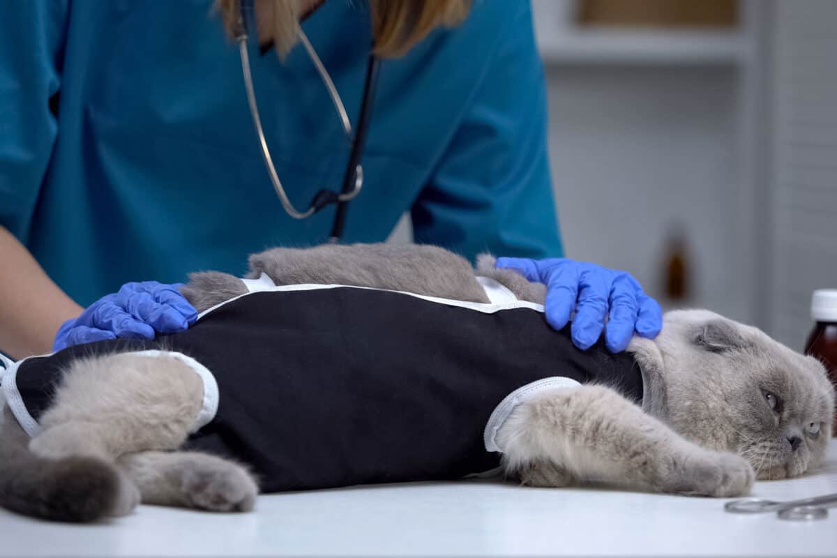 Veterinary surgeon checking bandage on cat stressed after spaying, castration
