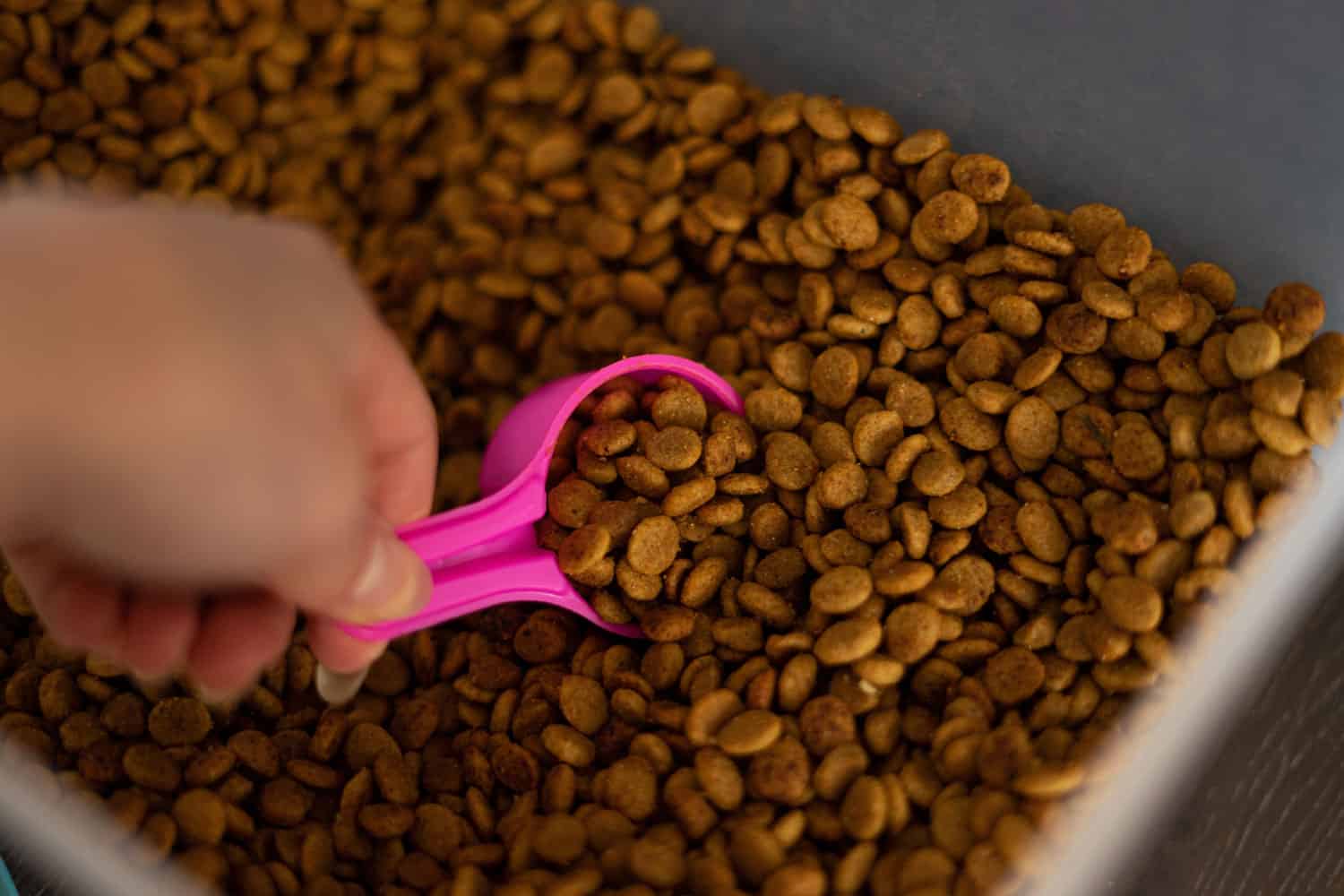 White female hand scooping up a portion of brown dog food kibble with a small bright pink measuring cup spoon from a plastic container to feed pet toy poodles
