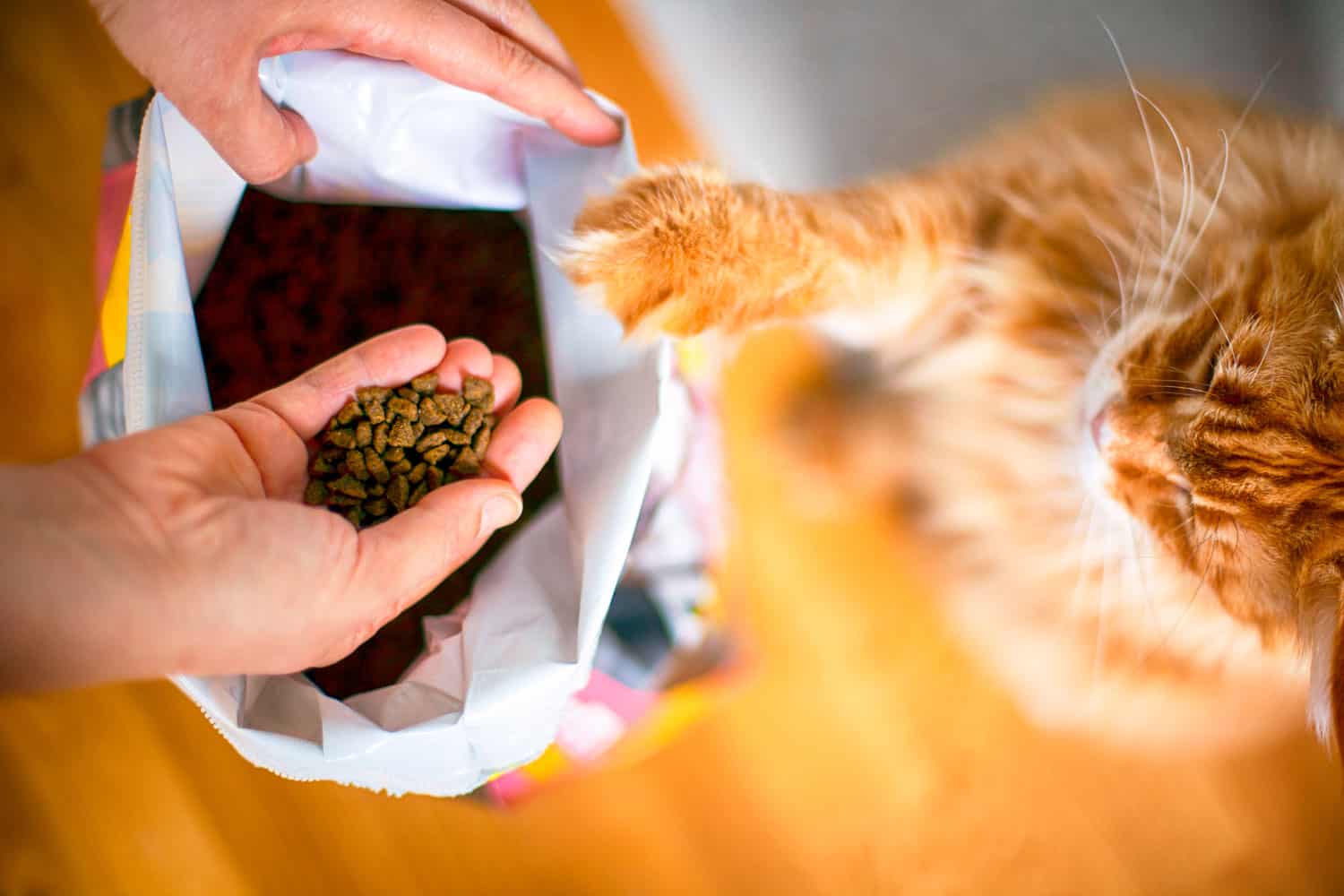 Woman and cat takes cat food from big pack indoors.
