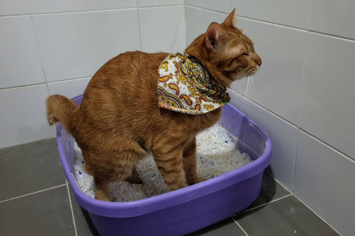 a cat using silica sand crystal cat litter inside pet toilet box
