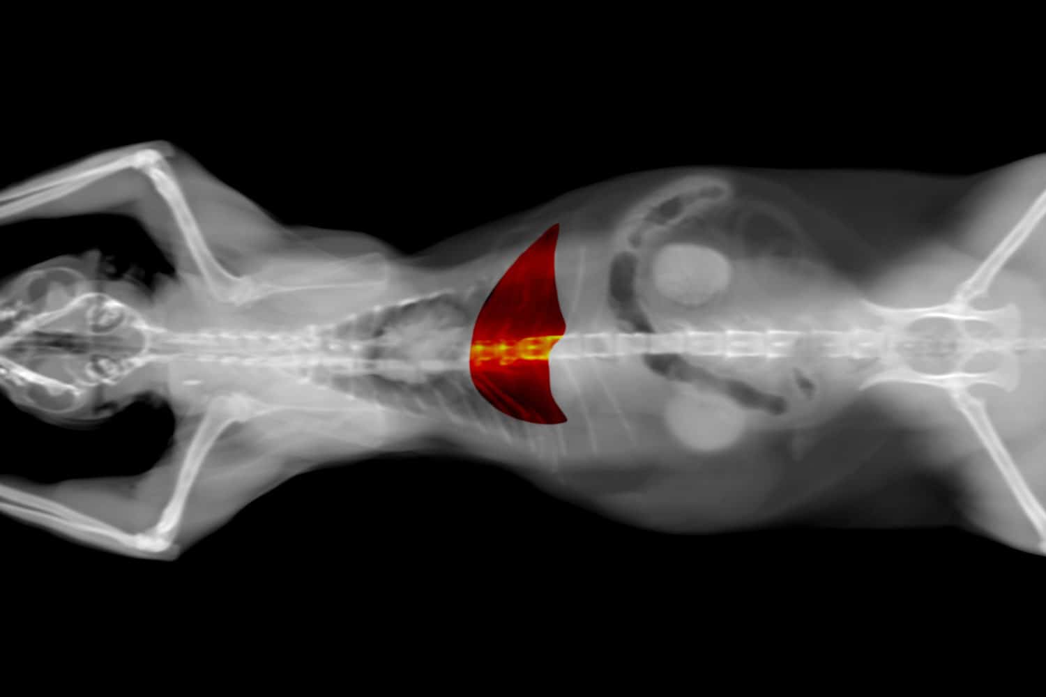 black and white CT scan of a cat pet on a black background. Oncology veterinary diagnostic x-ray test. liver highlighted in red.
