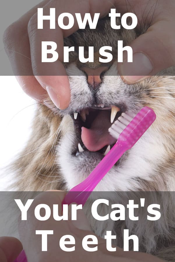 How to brush your cat's teeth