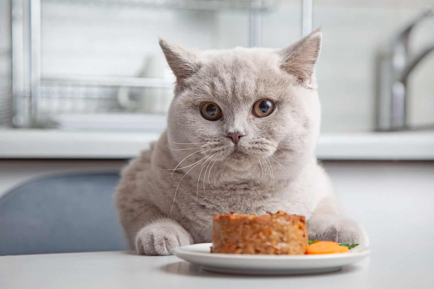 Gato y plato de comida para mascotas en la cocina doméstica.