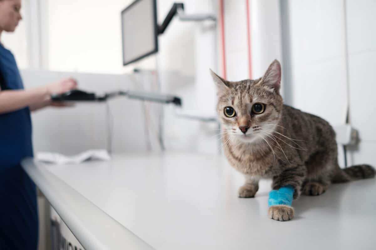 cat inspection in the vet.
