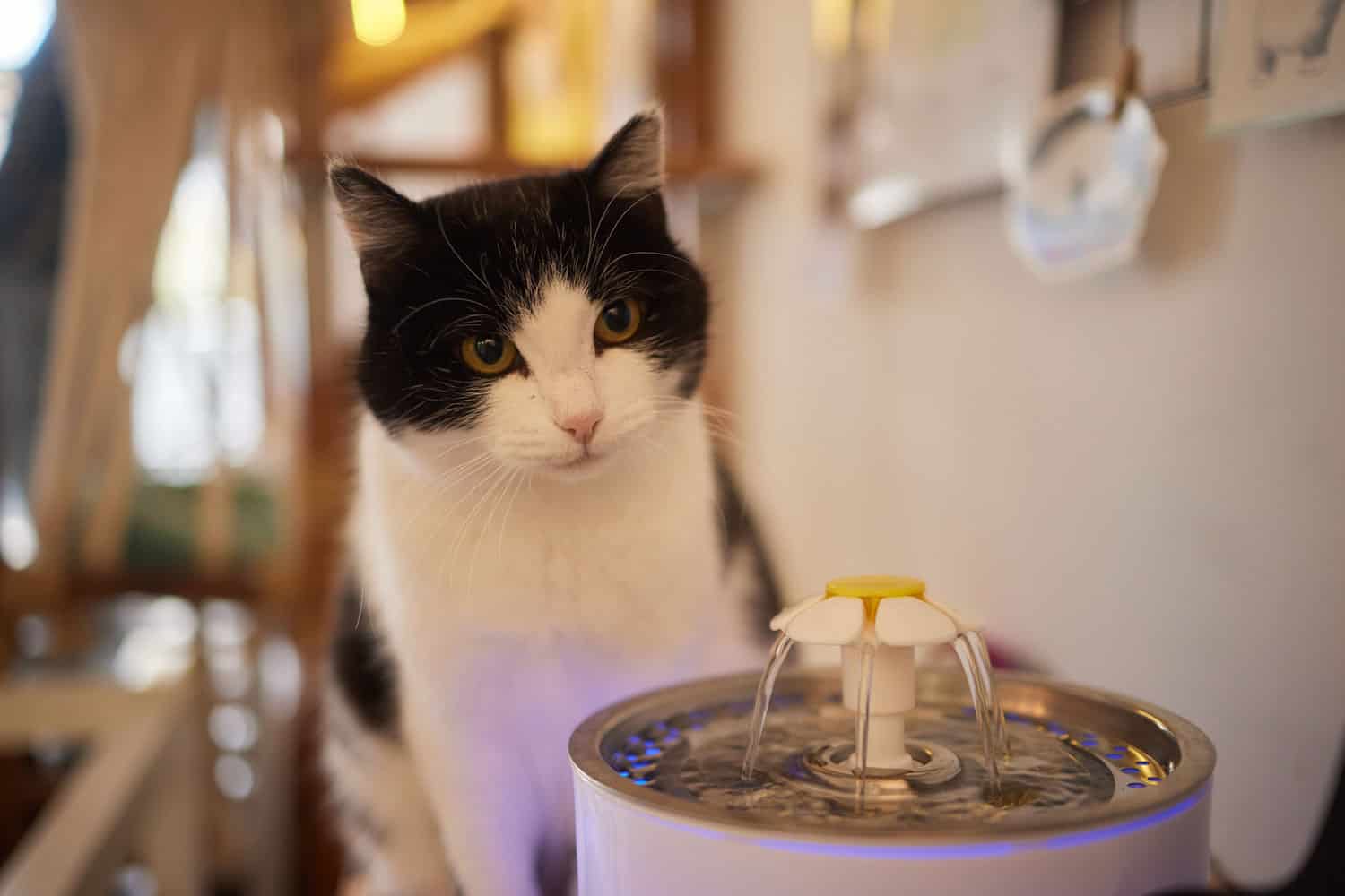 cat looking curious to a pet drinking fountain