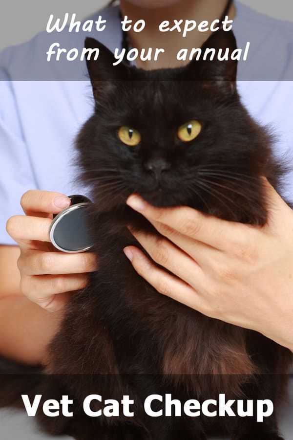What to expect from your annual cat vet checkup