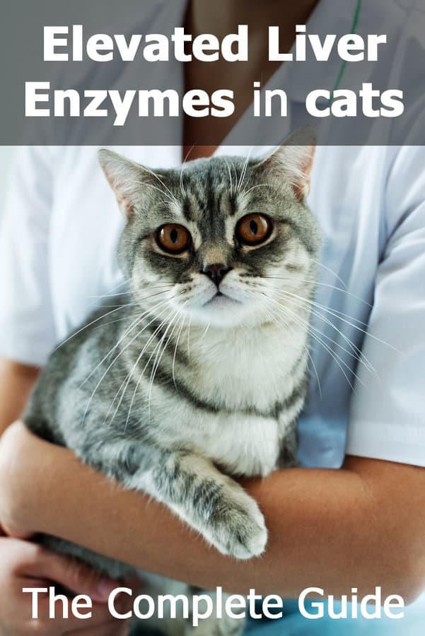 elevated liver enzymes in cats; the complete guide