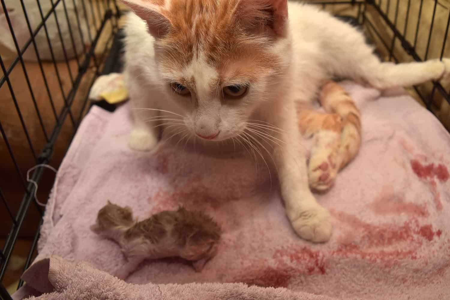 female feline cat give birth
