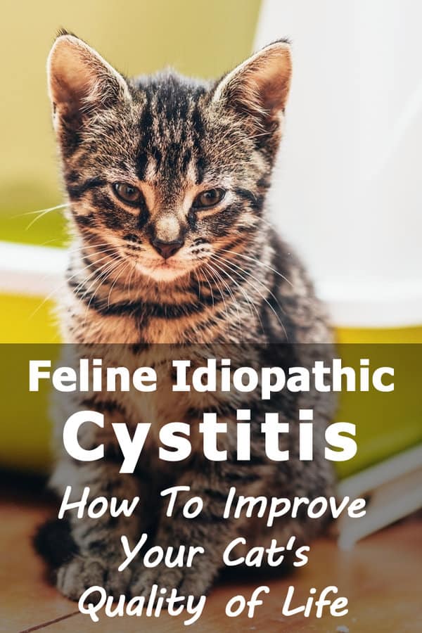 Feline Idiopathic Cystitis; How to improve your cats quality of life
