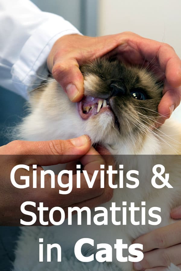 gingivitis & stomatitis in cats