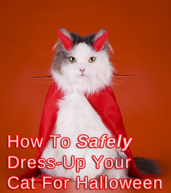 How to safely dress up your cat for halloween