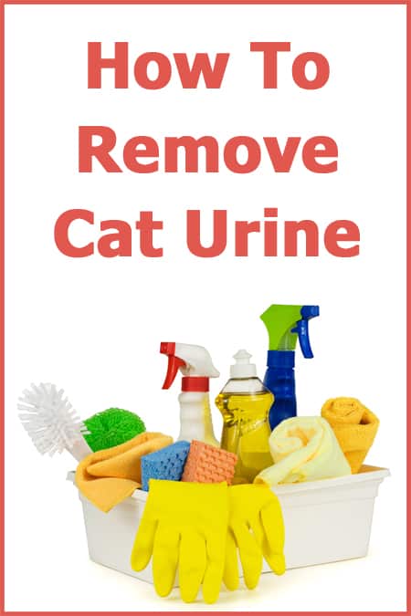 How to remove cat urine