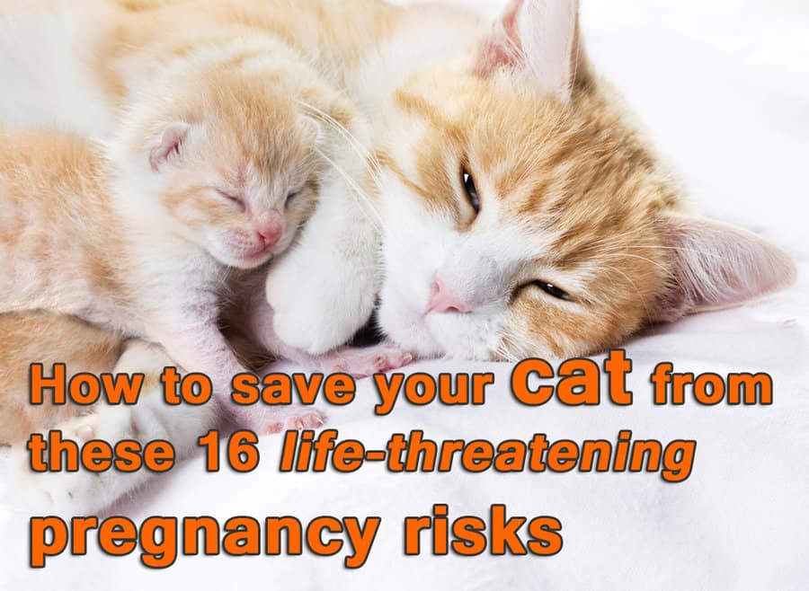 how to save your cat from these 16 life-threatening pregnancy risks