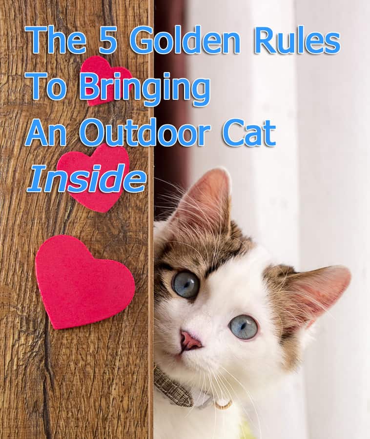 The 5 Golden rules to bringing an outdoor cat inside