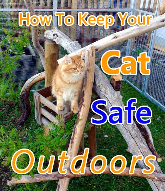 How to keep your cat safe outdoors