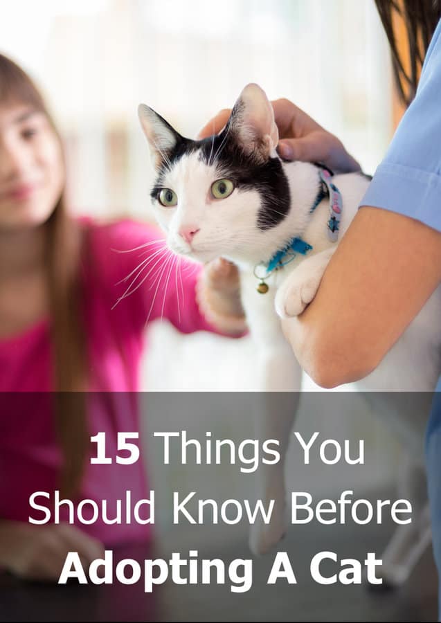 15 things you should know before adopting a cat